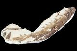 Fossil Mosasaur (Tethysaurus) Jaw Section - Goulmima, Morocco #107090-3
